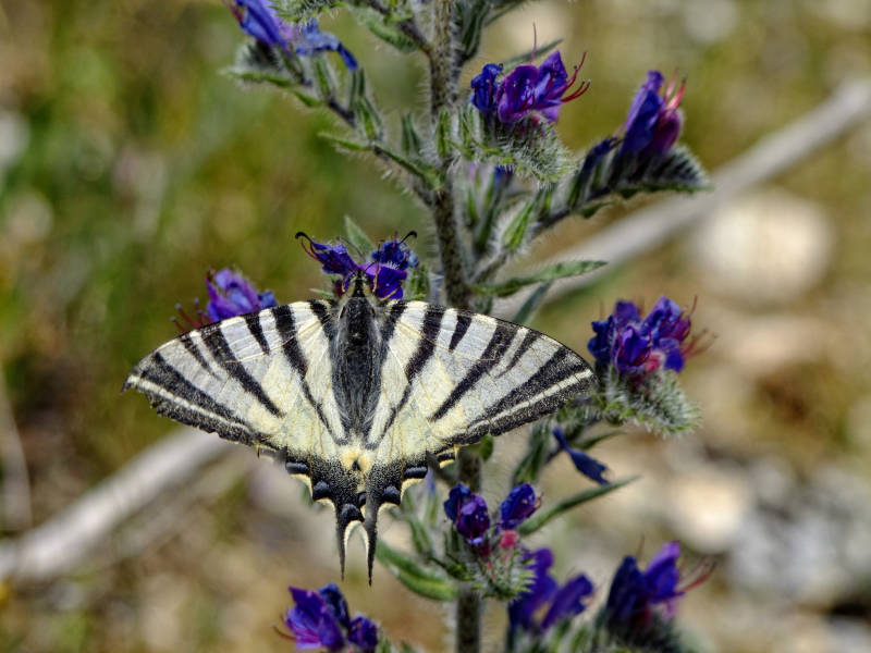 Scarce Swallowtail on a lavender branch, Mérindol, Southern France